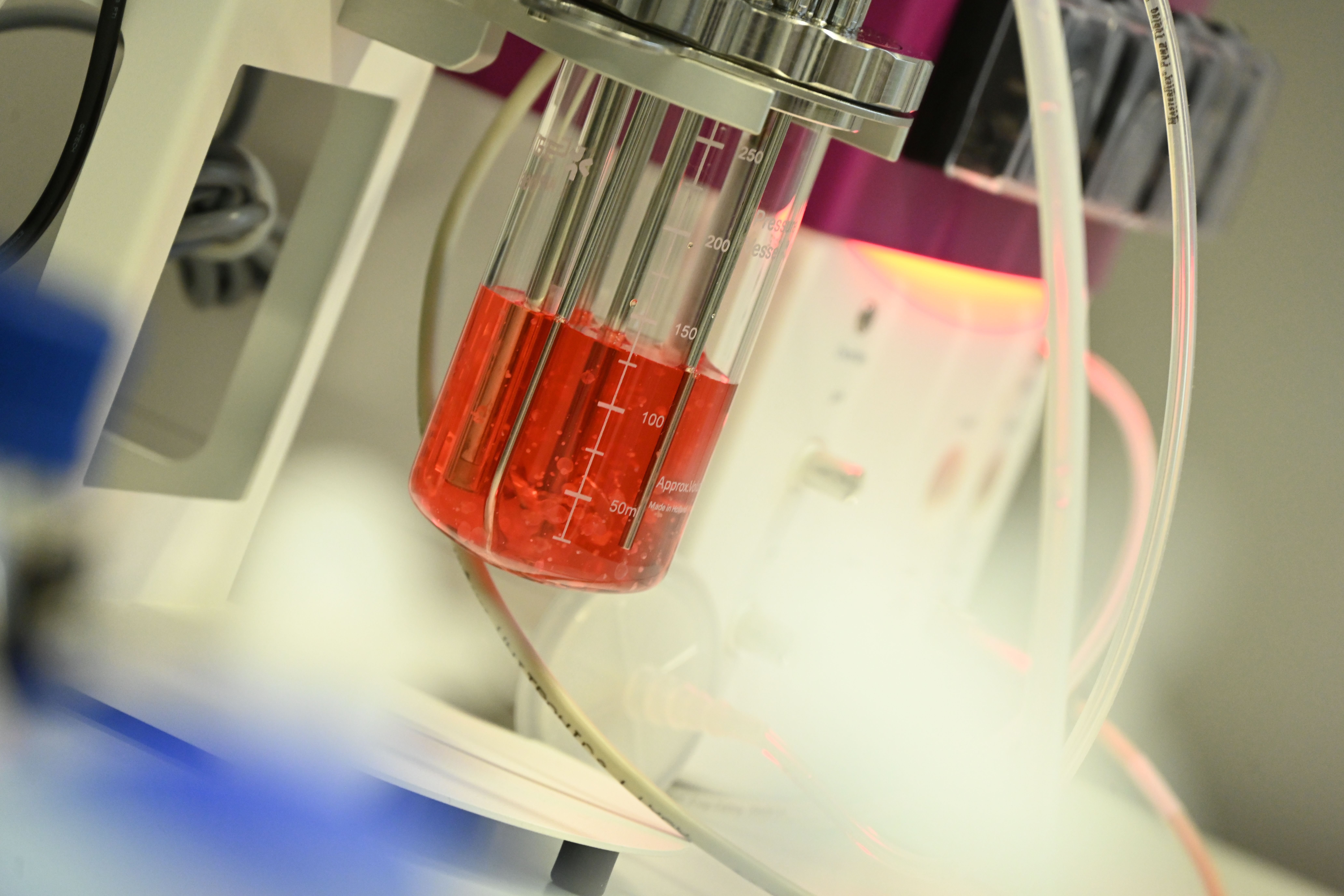 Designer-Immunzellen aus induzierten pluripotenten Stammzellen (iPSC) in einem Becherglas
