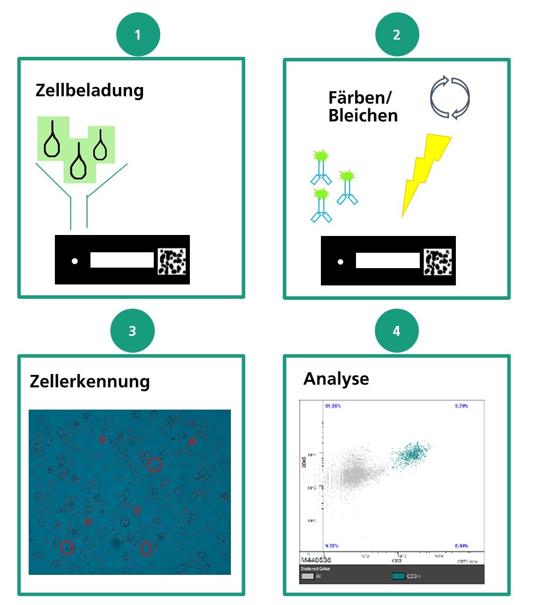 Die Chipzytometrie verläuft in 4 Schritten: 1. Zellbeladung, 2. Färben/Bleichen, 3. Zellerkennung und 4. Analyse.