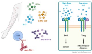 Schema der Interleukin-2-Wirkung im Körper. 