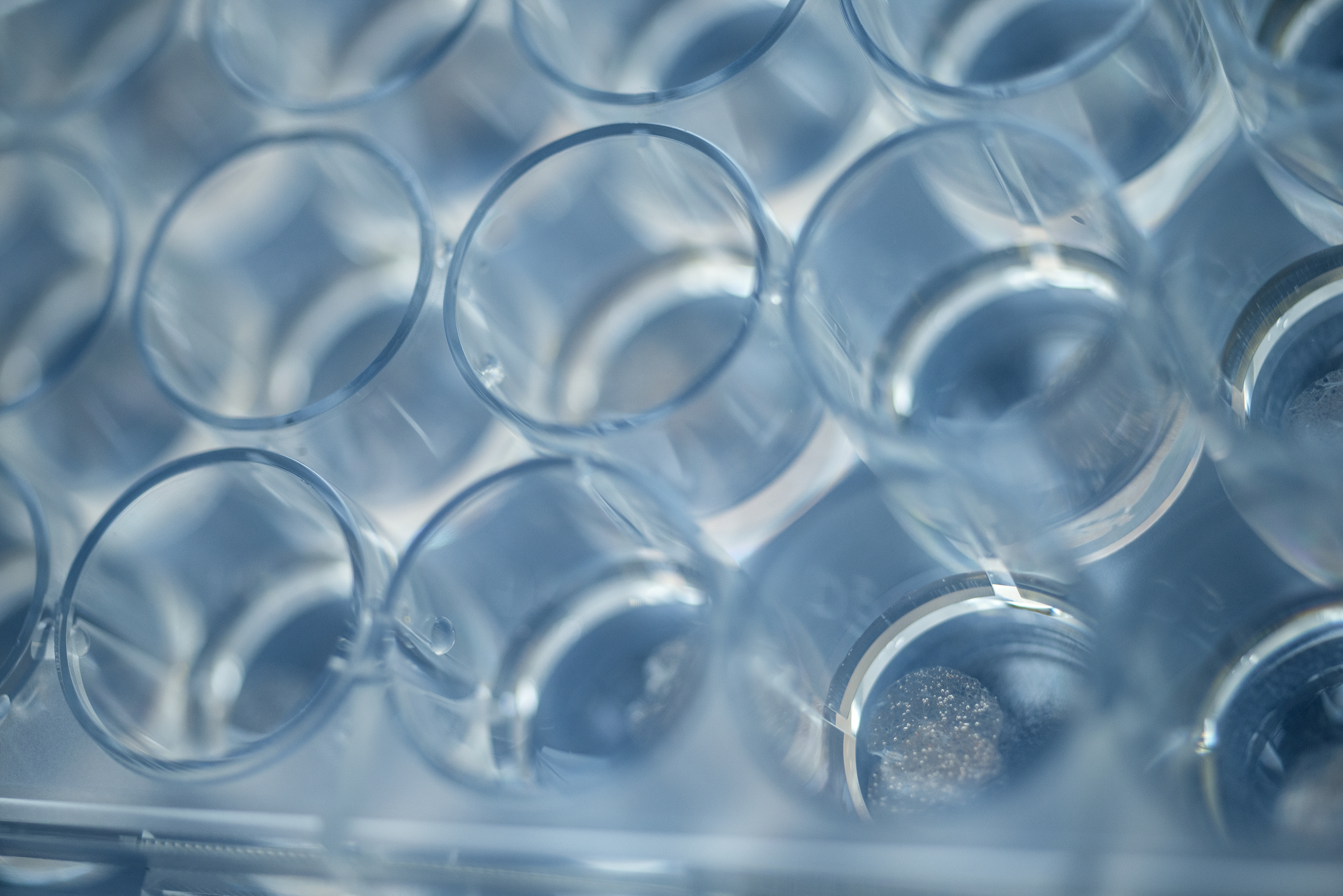 Fraunhofer-ITEM-Immunologie-PCLS