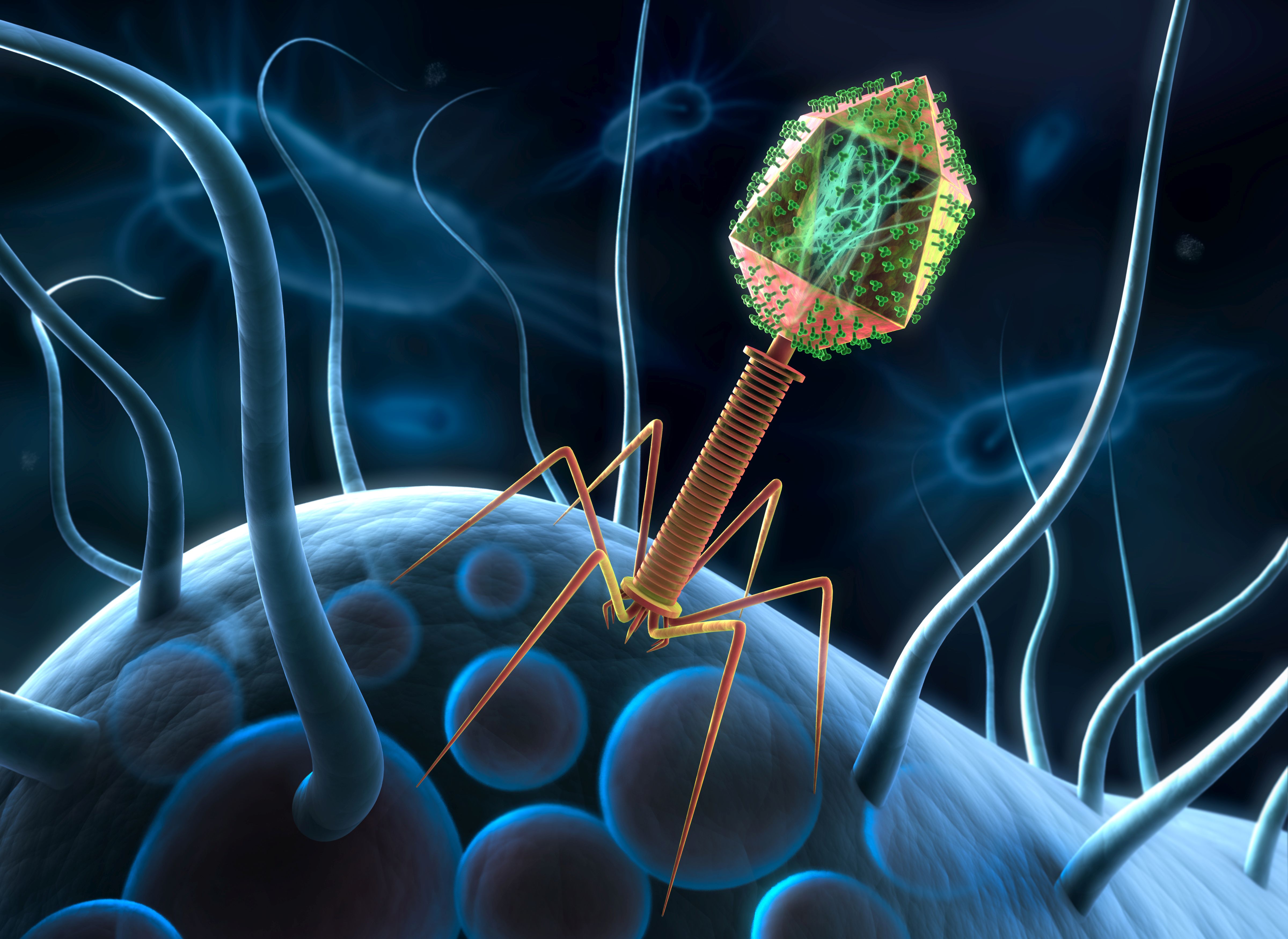 Bakteriophage auf Bakterium Bakteriophage auf Bakterium.
