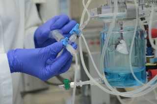 Isolierte Lunge in einem Laborgefäß. 