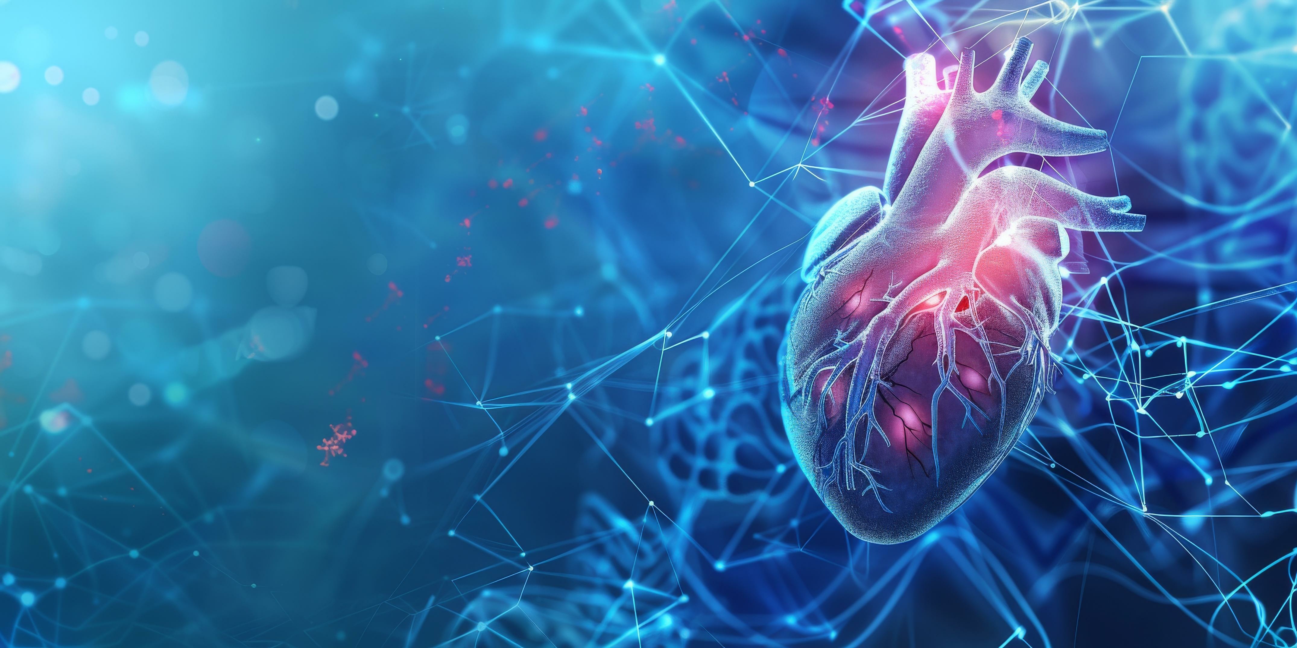 A digital illustration of a human heart with a glowing network of connections. Grafische Darstellung eines menschlichen Herzens in Rot und Blau