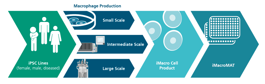 Produktion humander Makrophagen The diagram describes the production of human macrophages from induced pluripotent stem cells (iPSCs)