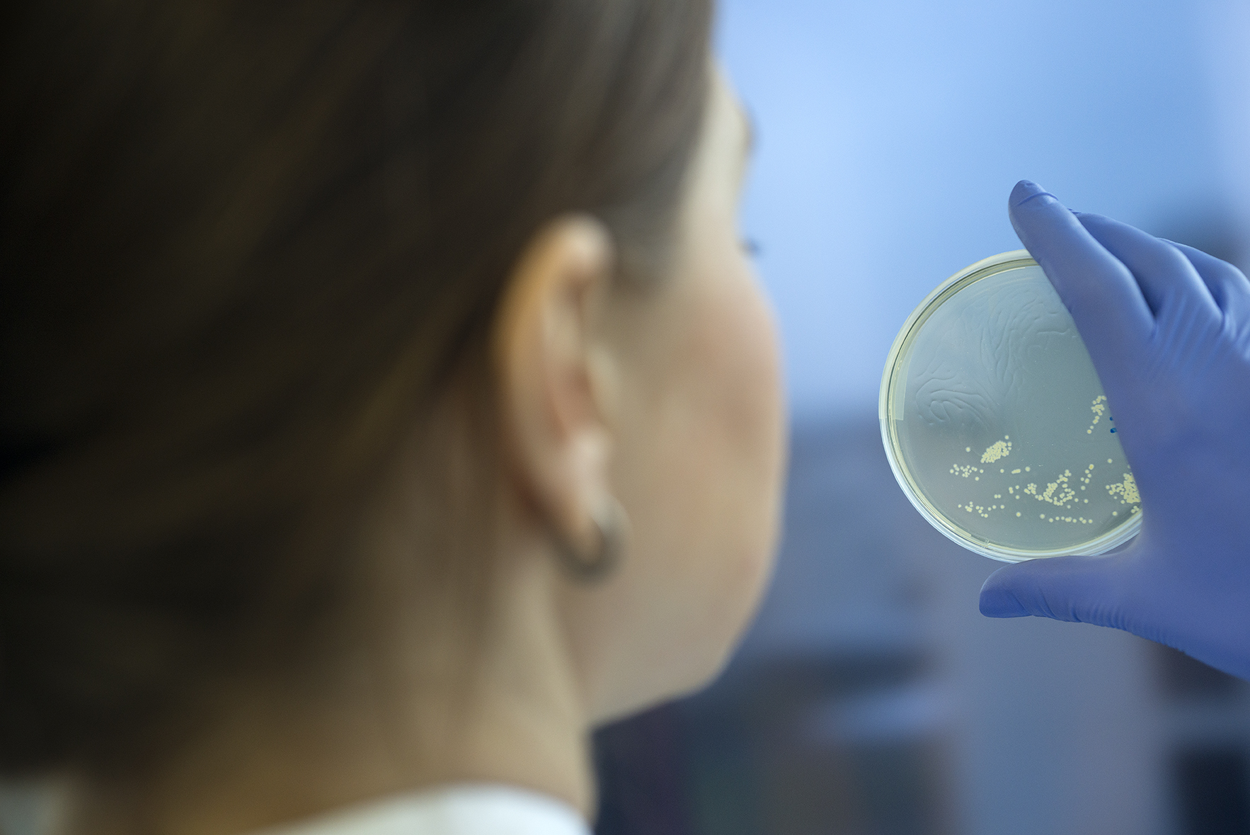 Antibiotika Eine Frau betrachtet Erreger in einer Petrischale.
