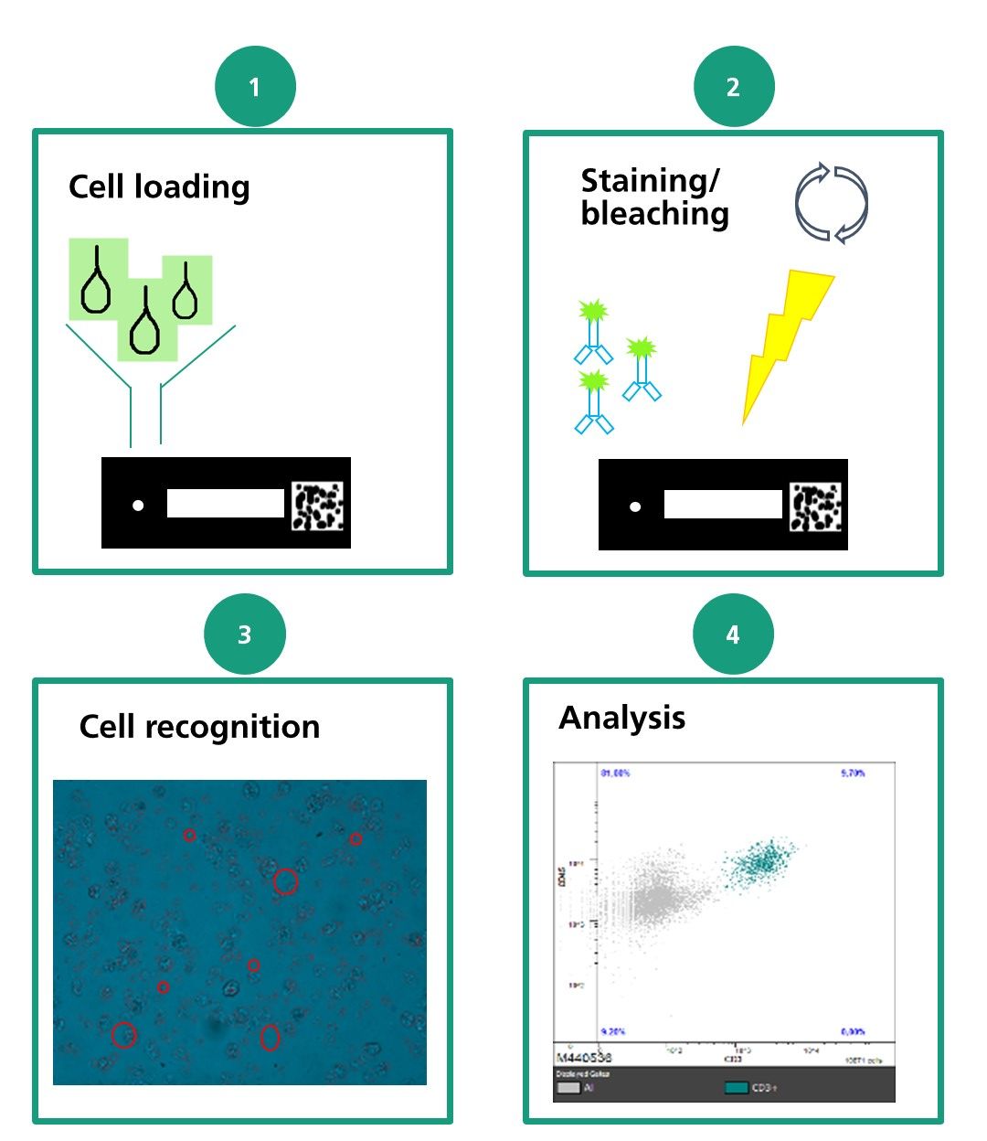 Chip cytometry consists of 4 steps: (1) cell loading, (2) staining/bleaching, (3) cell recognition, and (4) analysis.