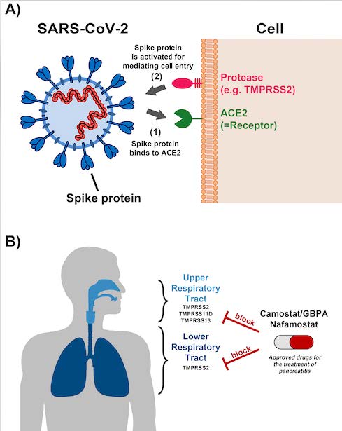 The anti-pancreatitis drugs camostat and nafamostat block SARS-CoV-2 replication in lung tissue.