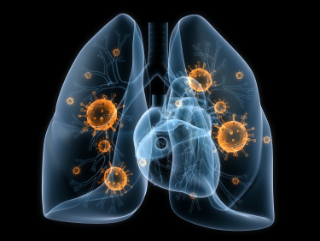 3D illustration of a lung with a heart.