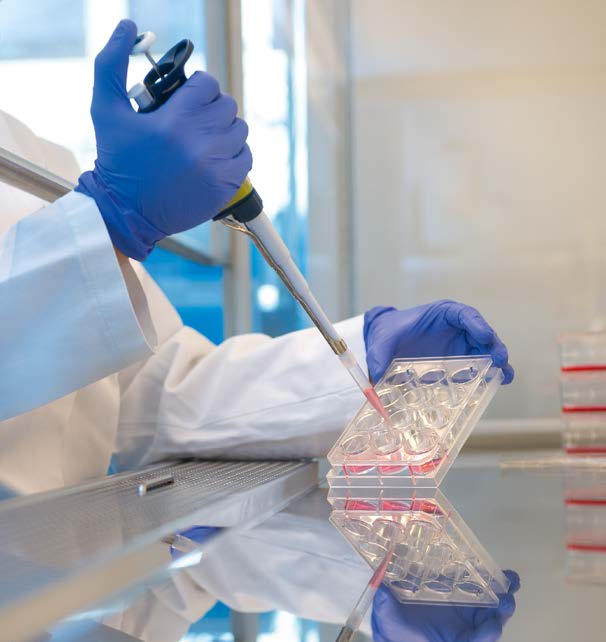 Working with cell cultures.
