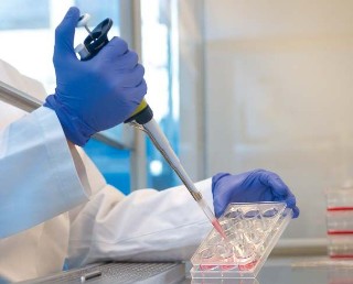 Working with cell cultures.