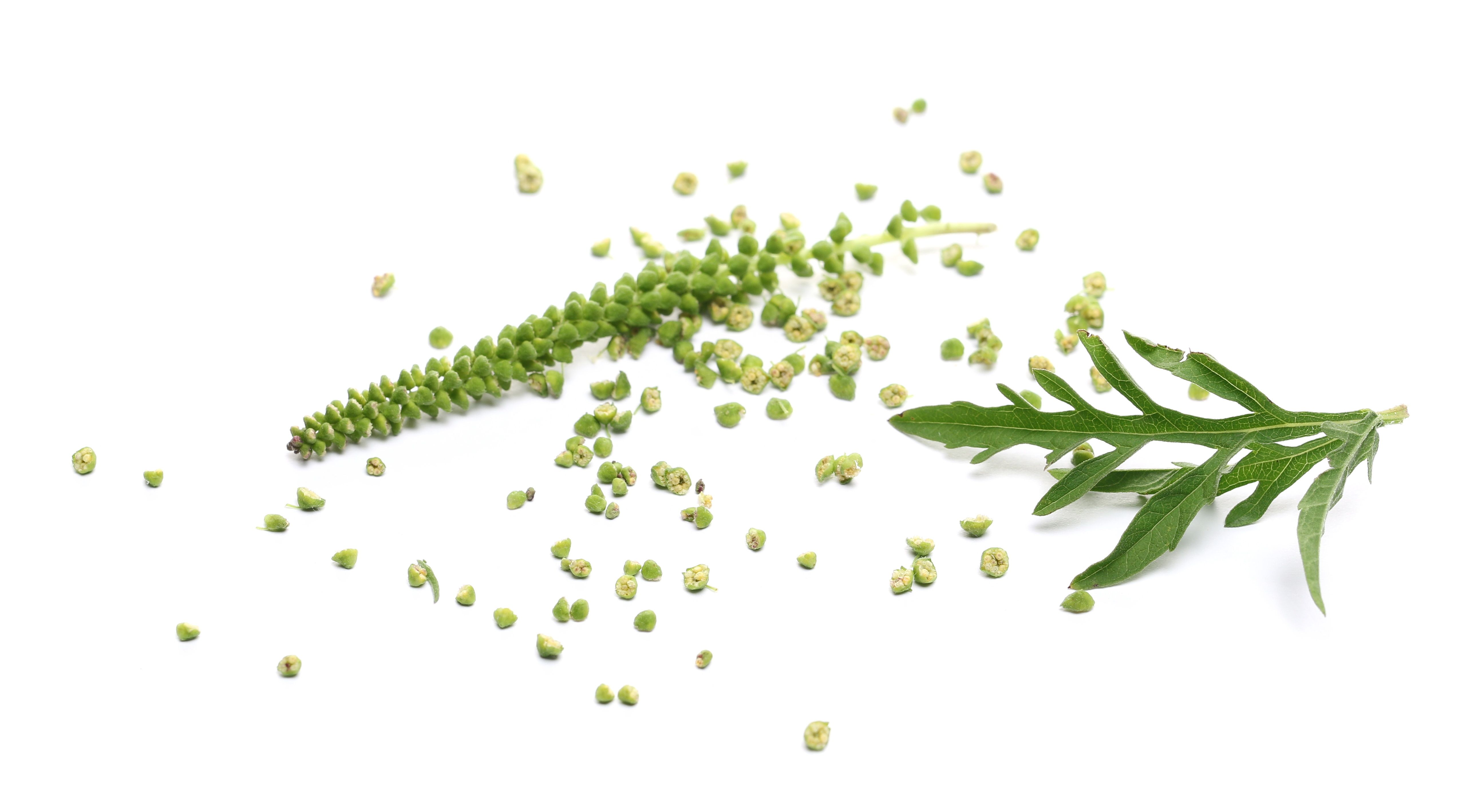 Fresh common Ragweed (Ambrosia artemisiifolia) isolated on white background Ambrosia flower.