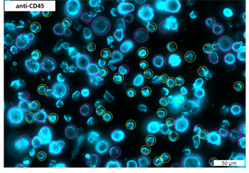 Microscopic image of blue glowing cells.