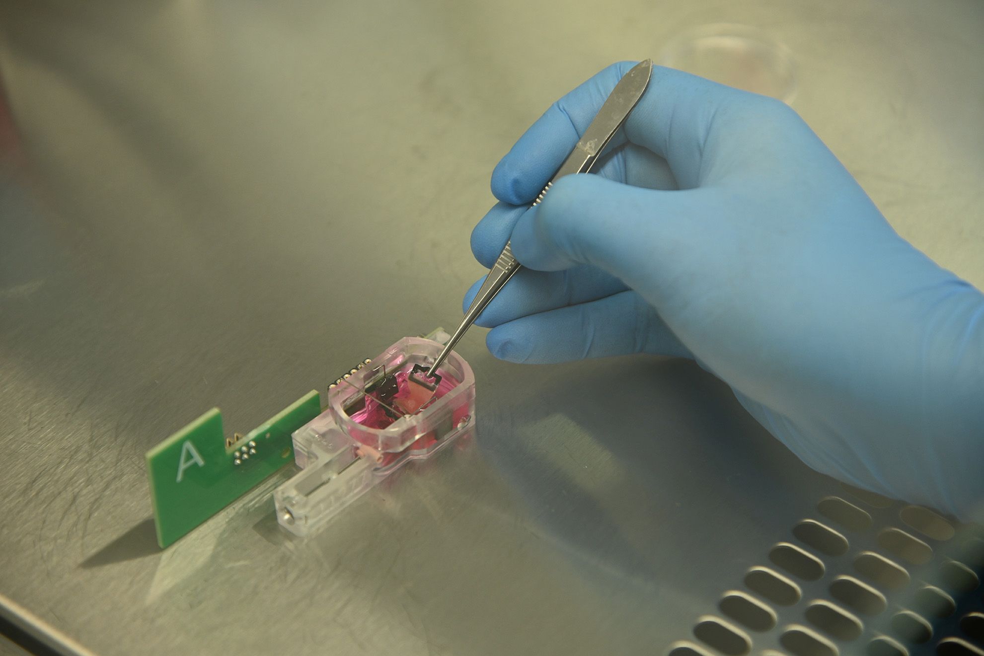 Hand holding a cultivation chamber with a cardiac tissue section using tweezers.