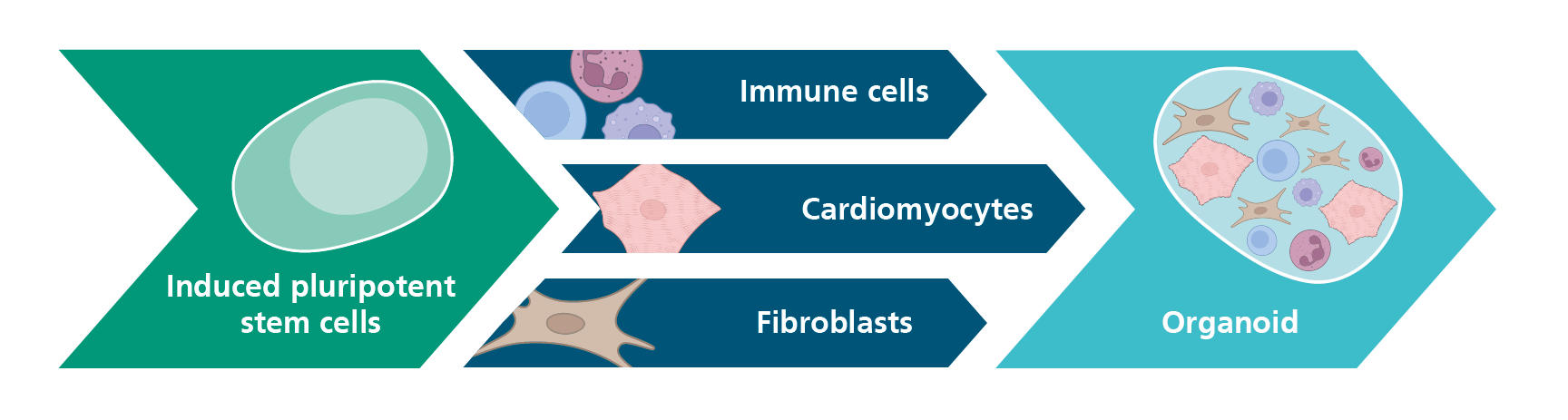 Illustration of the differentiation of induced pluripotent stem cells (iPSC)