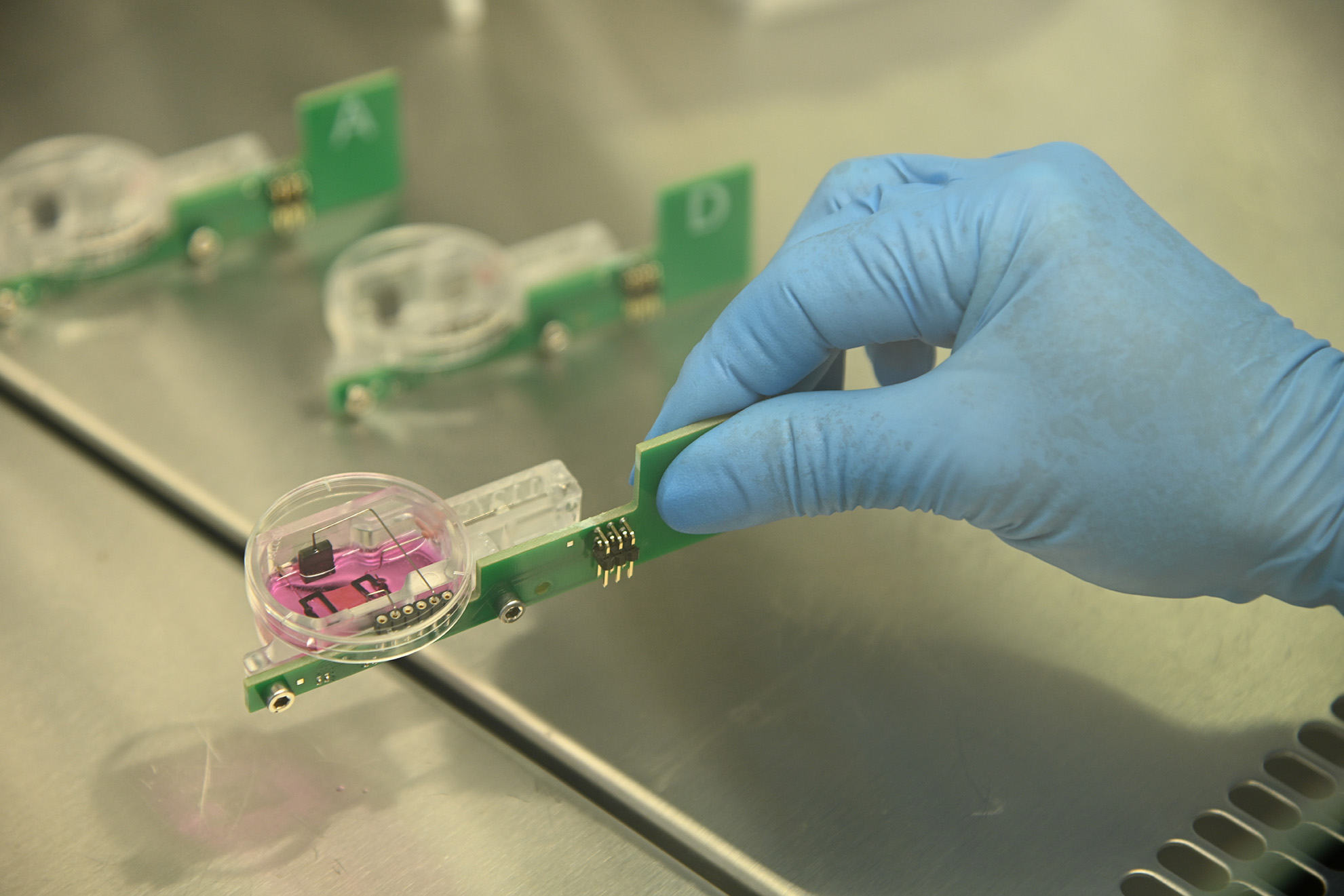 Isolated heart tissue section in a cultivation chamber.