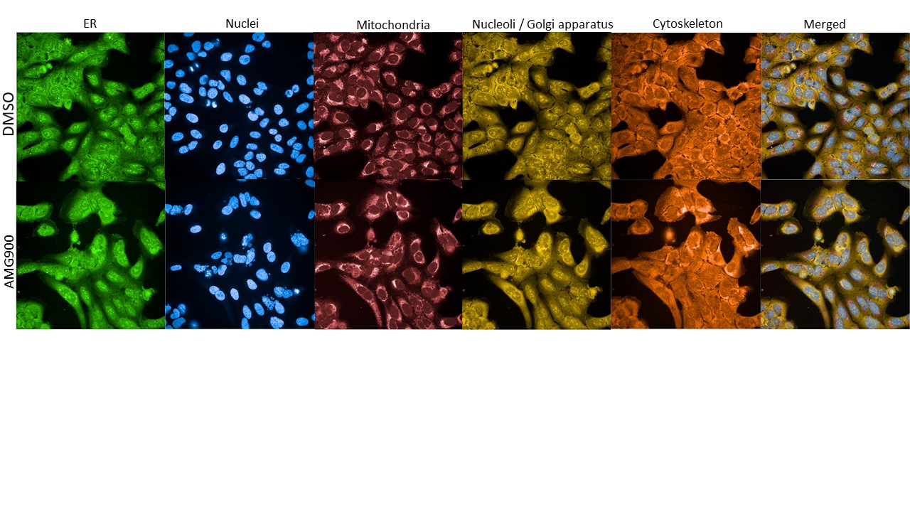 Microscopic images of differently stained cells.