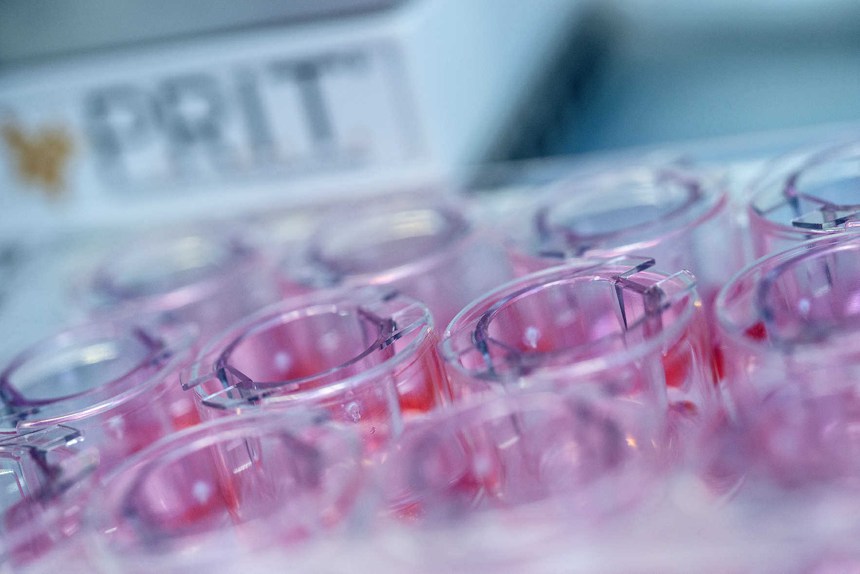 Cell culture plate with inserts in pink cell medium.