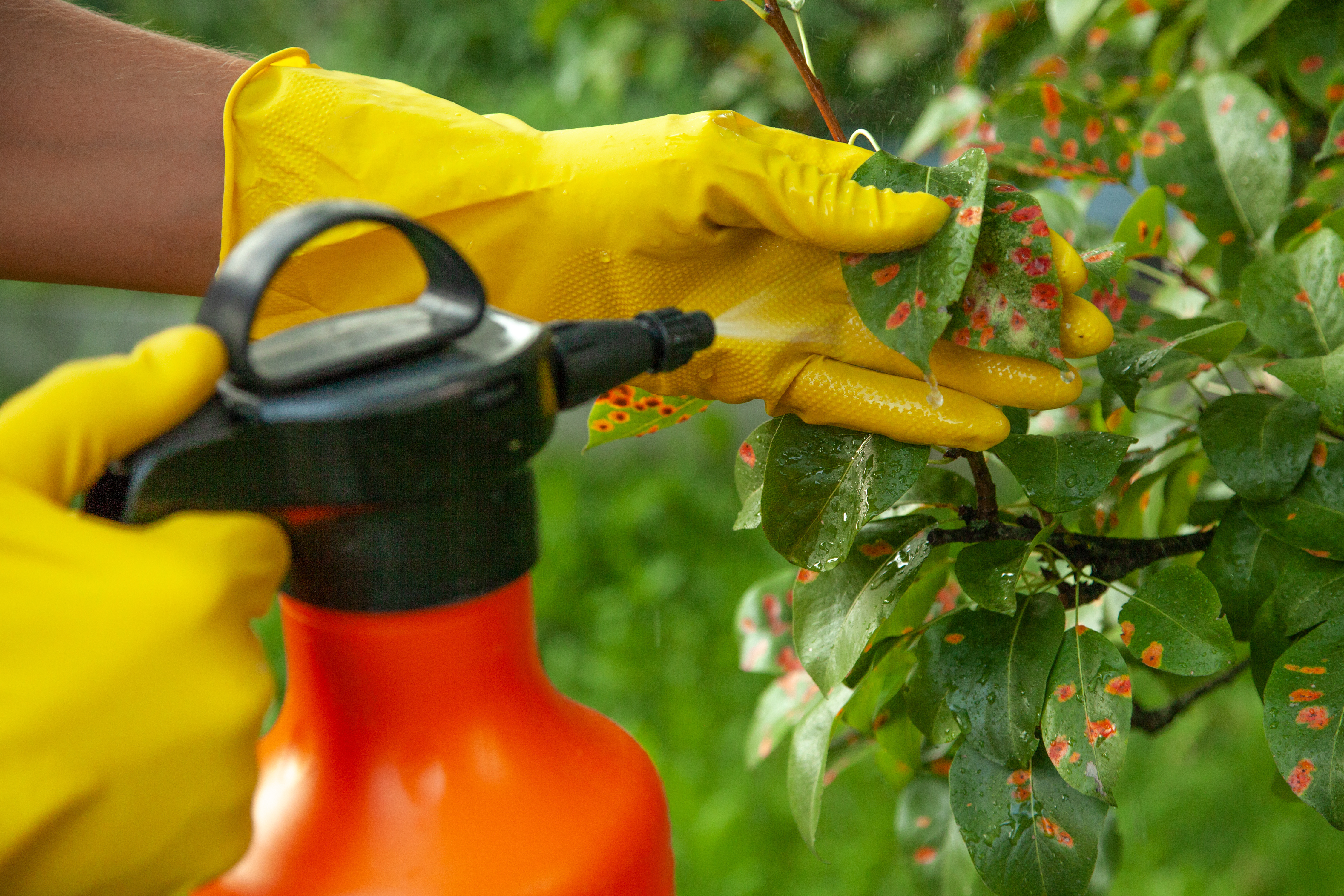 Plant protection product is sprayed onto infested leaves using a pressure sprayer.