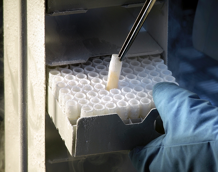 GMP manufacture of master and working cell banks