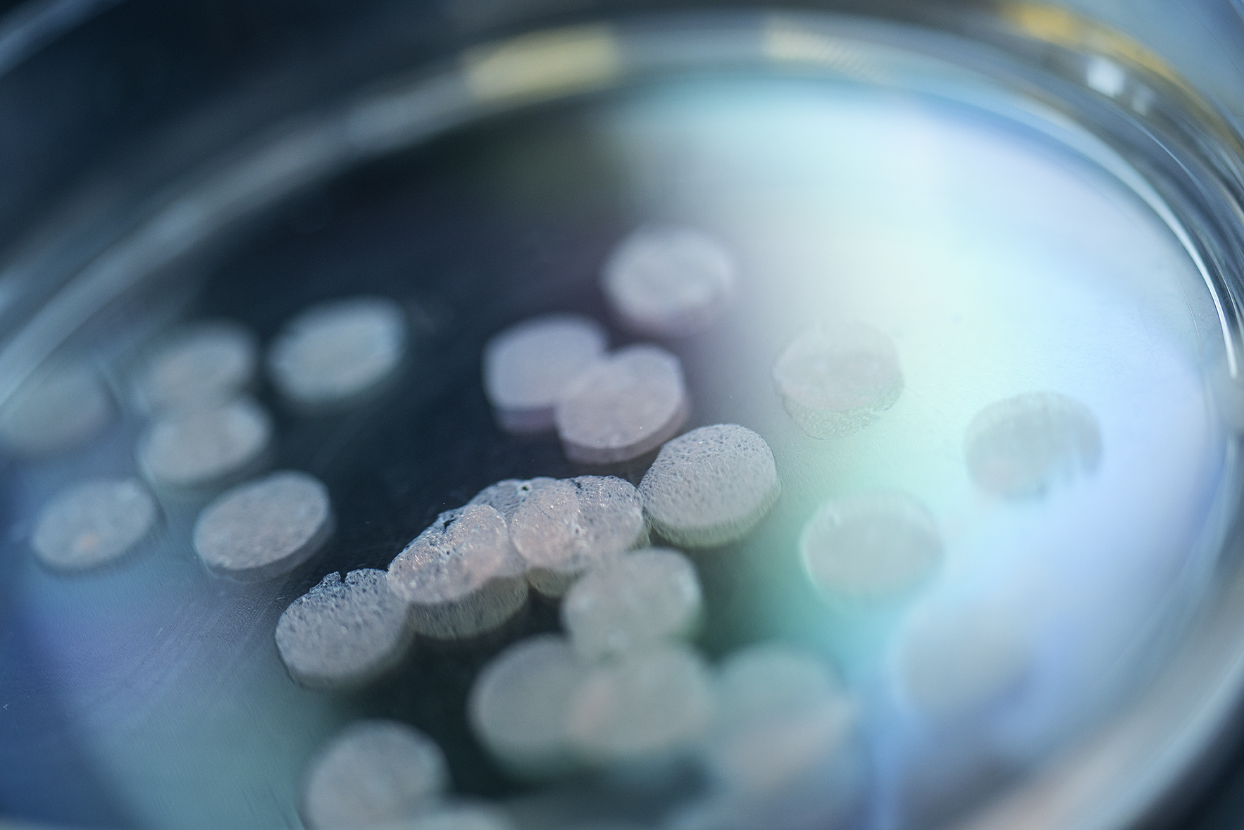 Precision lung slices in a petri dish.